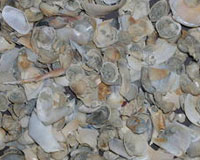 Study Pinpoints Tropics As Biodiversity Spawning Ground
