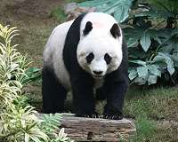 China says Thailand's panda died from heart attack