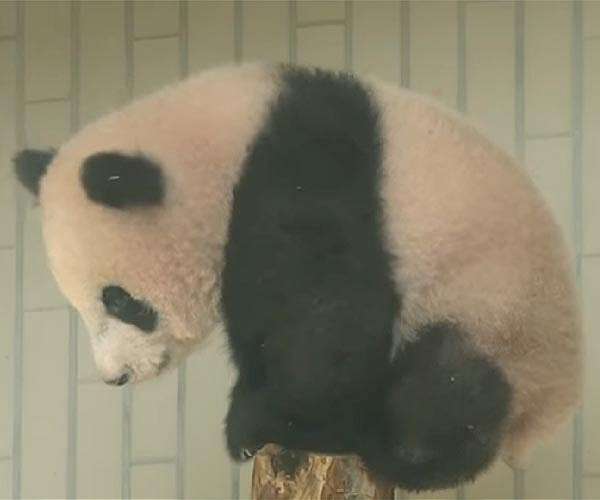 China plans to send more pandas to US zoo