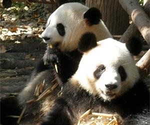 China to dispatch team to probe panda death: state media