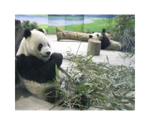 First Taiwan-born panda charms media