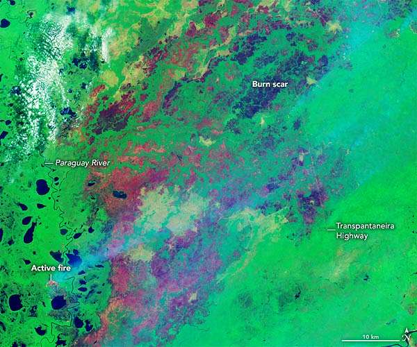 'Out of control' fires endanger wildlife in Brazilian wetlands