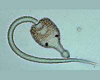 Ocean Temperature Predicts Spread Of Marine Species