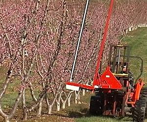 Peaches, plums, nectarines give obesity, diabetes slim chance