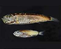 Changes in oxygen, temperature could reshape deep sea fish communities