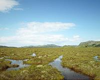 Peat bogs defy the laws of biodiversity