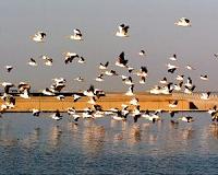 Israeli fish farmers give peckish pelicans free lunch