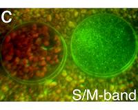 A new system for color vision