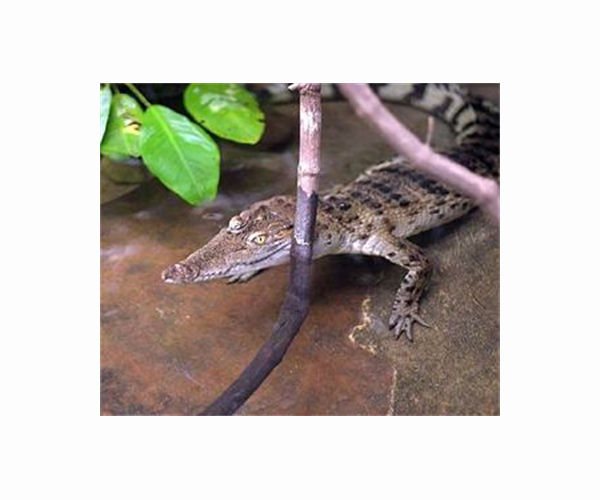 'Hope' as 60 rare Siamese crocodiles hatch in Cambodia