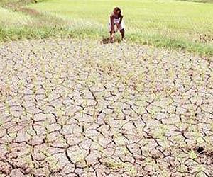 Drought tolerance in crops: Shutting down the plant's growth inhibition under mild stress