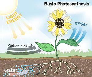 Researchers work to capture electrical energy from plants