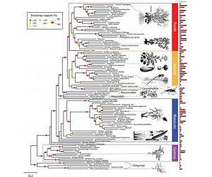 Researchers dig through the gene bank to uncover the roots of the evolutionary tree