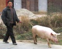 Pig disease spreads through China