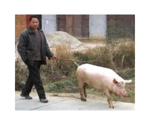 Scientists map evolution of pig flu virus