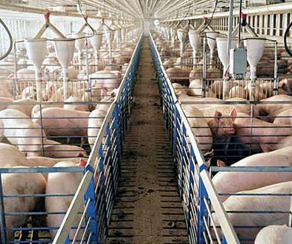 Study: Scientists restore vital organs of pigs, cause bioethical concerns