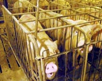 Oil Spray Reduces Greenhouse Gas Emissions From Pig Finishing Barns