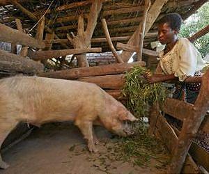 Feeding corn germ to pigs does not affect growth performance