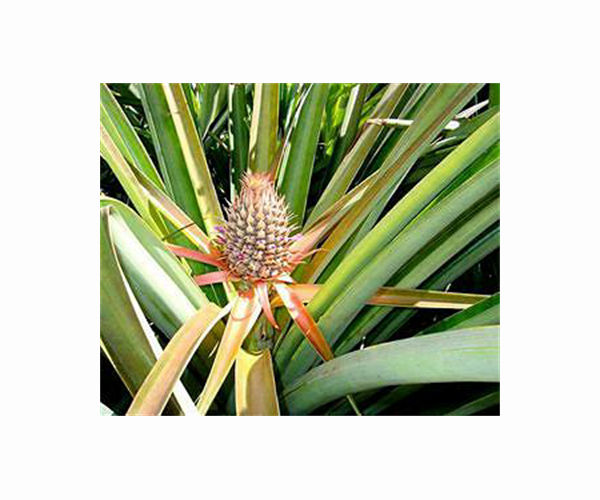 China ban sours Taiwan's 'freedom pineapple' harvest
