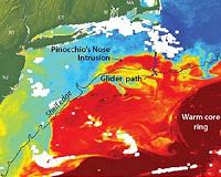 Gulf Stream ring water intrudes onto continental shelf like 'Pinocchio's nose'