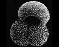 Heavy metal pollution may have contributed to largest extinction events