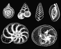 Evolution imposes 'speed limit' on recovery after mass extinctions