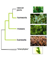 New Plant Family Tree Sheds Light On Evolution Of Life Cycles