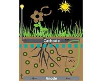 Plant-powered sensor sends signal to space
