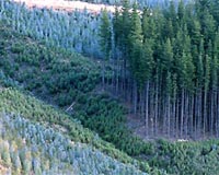 Tropical Forest Sustainability Could Be A Climate Change Boon