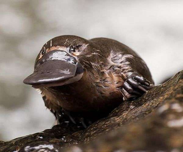 How Earth's oddest mammal got to be so bizarre