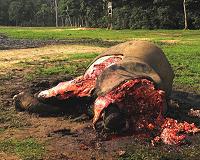 Poaching could increase under virus lockdowns: watchdog