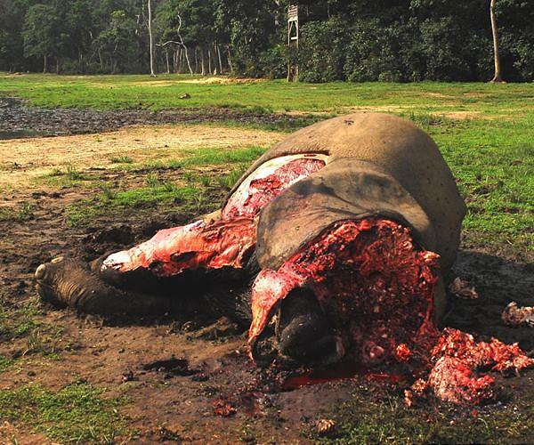Gabon takes grassroots approach in anti-poaching drive