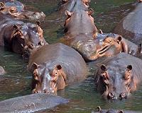 Villagers in Niger 'massacre' 27 hippos