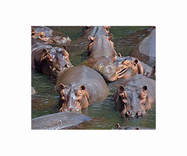 Herds of endangered hippos trapped in mud in drought-hit Botswana