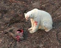 Climate change forces Arctic animals to shift feeding habits: study