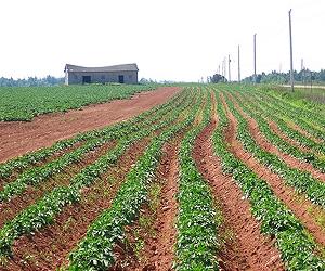 BASF under fire over 'human error' GM potato mix-up