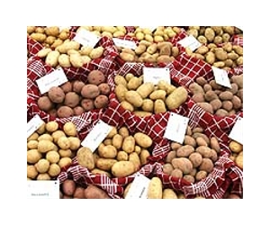 Increasing Potato Production