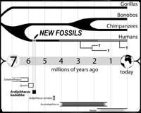 New Branch Of Primitive Humans Reported