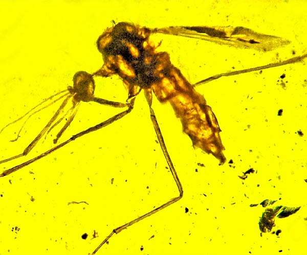 Genetic engineering tech promises to sterilize disease-spreading mosquitoes