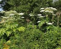 Resilient, opportunistic plants are most invasive threat, study shows