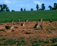Rabbits Fighting Back Against RHD