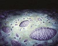 Earliest evidence of reproduction in a complex organism