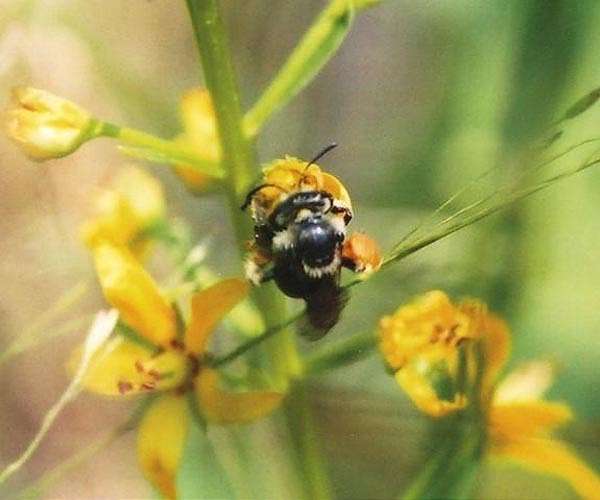 New global risk index anticipates loss of important pollinators