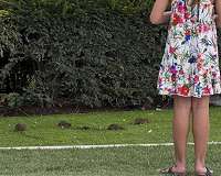 'Open bar' for rats as Paris pension strikes hit waste collection
