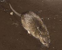 Deadly 'rat fever' in flood-ravaged Indian state