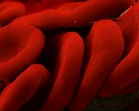 DNA blood test can identify every virus you have ever had