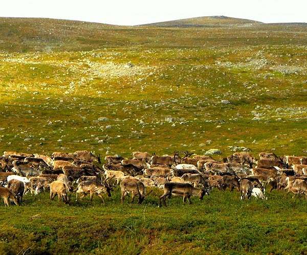Researchers find reindeer sleep while chewing their cud
