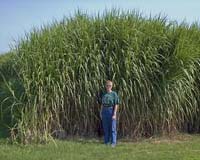 World cooling on biofuel solution to climate change