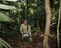 Tropical Forest CO2 Emissions Tied To Nutrient Increases