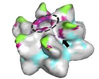 Viral fossils reveal how our ancestors may have eliminated an ancient infection