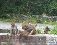 Single-dose, needle-free Ebola vaccine protects macaques